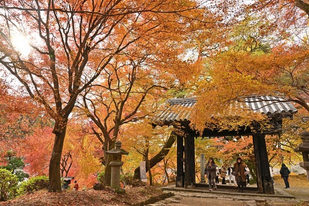 In Photos: Autumn leaves around Akizuki Castle Ruins in Fukuoka