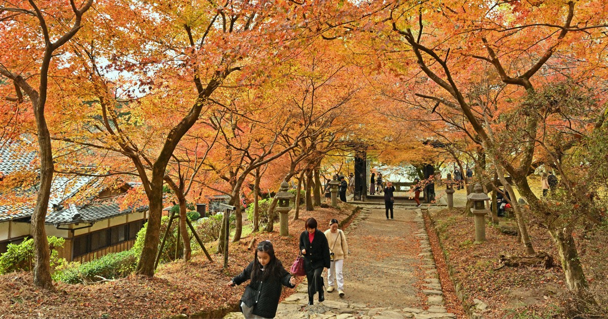 筑前の小京都」で紅葉がピーク 福岡・朝倉の秋月城跡一帯 | 毎日新聞