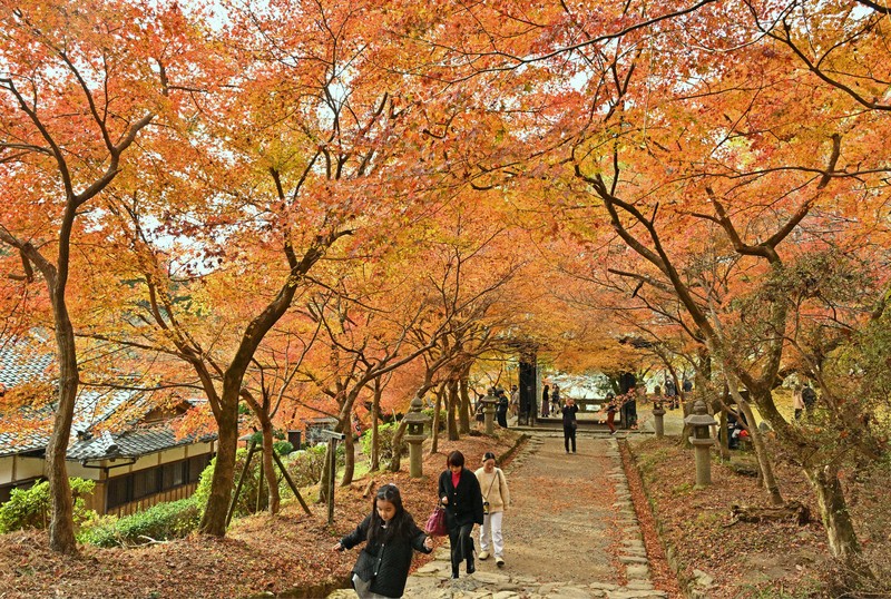 筑前の小京都」で紅葉がピーク 福岡・朝倉の秋月城跡一帯 | 毎日新聞