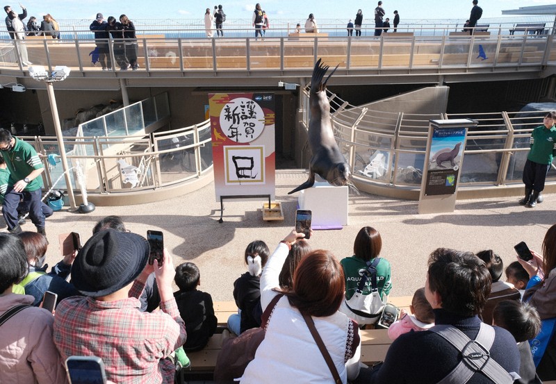 巳の字、華麗な筆さばき アシカのゴエモンが披露 茨城・大洗水族館