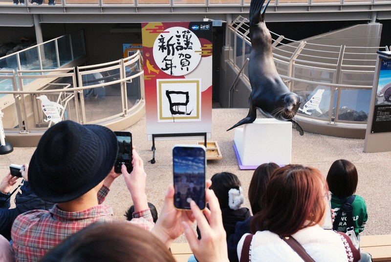 巳の字、華麗な筆さばき アシカのゴエモンが披露 茨城・大洗水族館