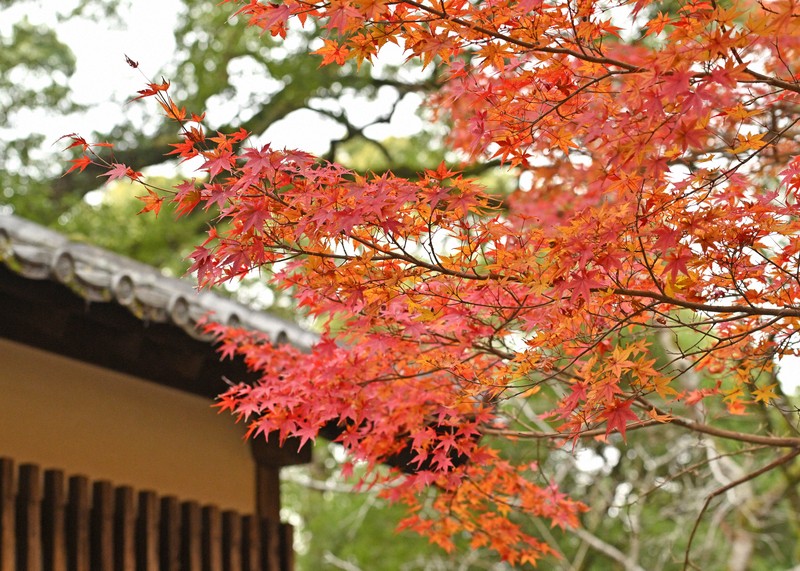 水彩画　ジクレー版画「秋月城跡 黒門の紅葉」（朝倉市） 秋月城跡「黒門」の紅葉 | 朝倉市
