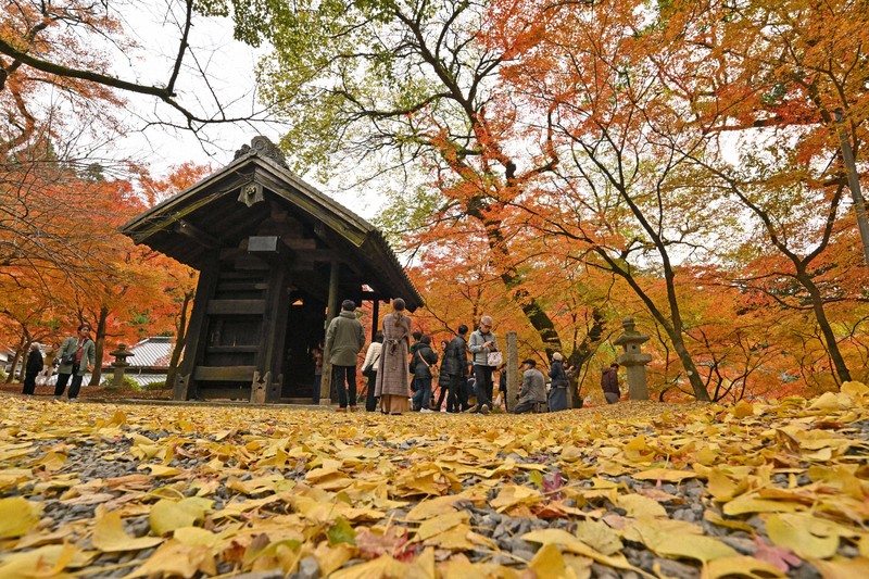 秋月城跡 彩る紅葉 福岡・朝倉市 [写真特集1/19] | 毎日新聞