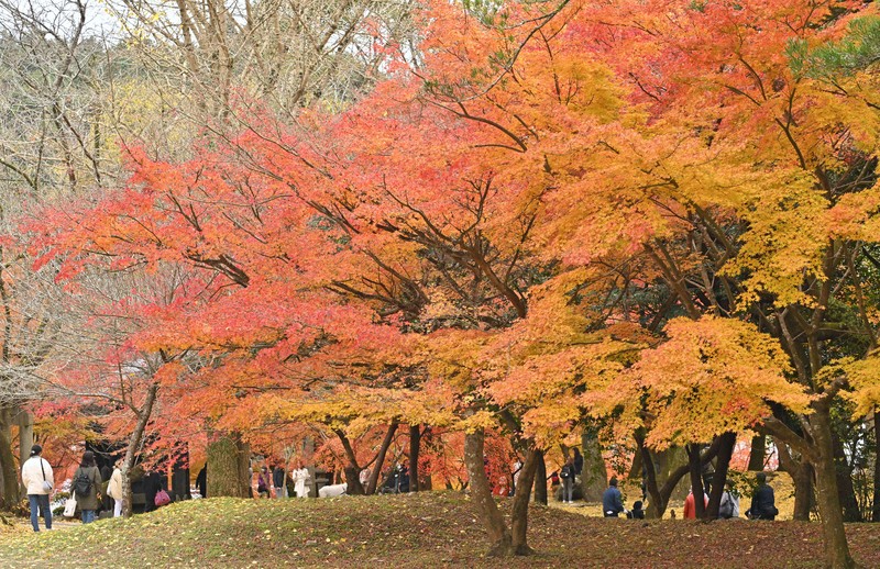 水彩画 ジクレー版画「秋月城跡 黒門の紅葉」（朝倉市） 秋月城跡