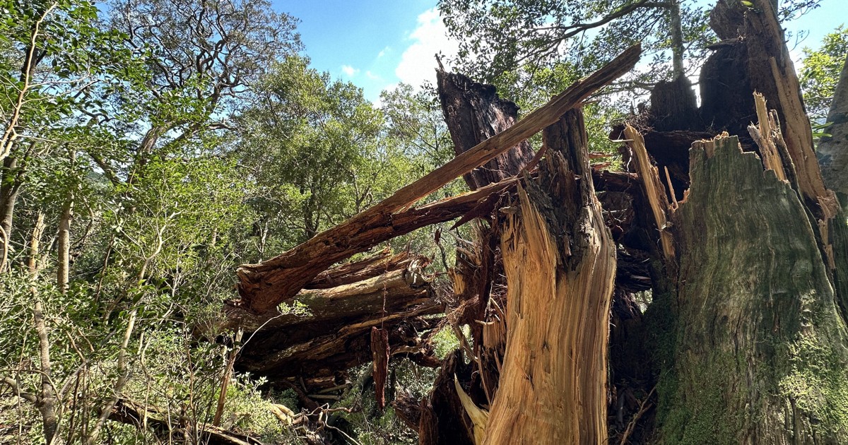 希少‼︎自然木！ 台風で折れた樹齢3000年の「弥生杉」 そのままの姿で保存へ | 毎日新聞