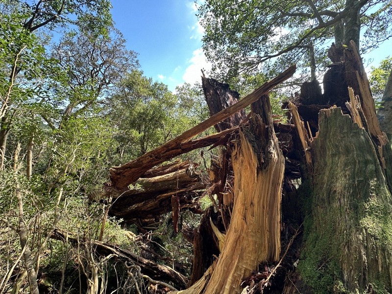 台風で折れた樹齢3000年の「弥生杉」 そのままの姿で保存へ | 毎日新聞