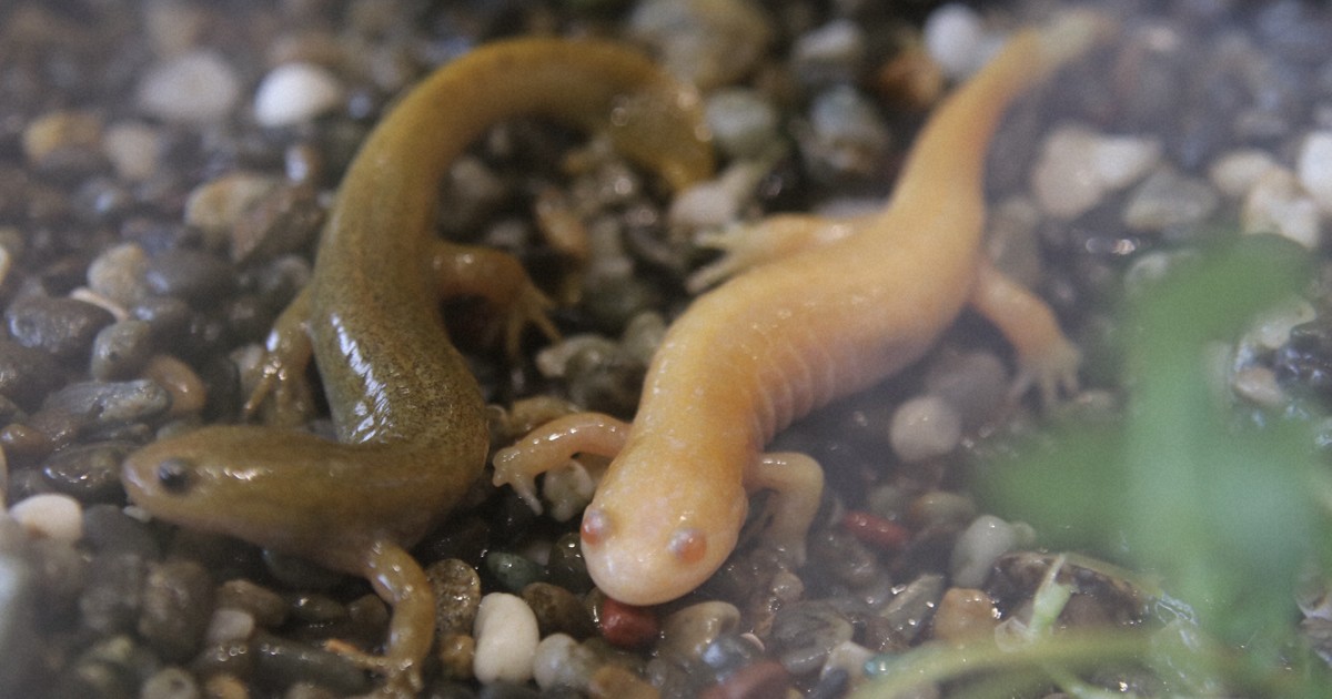 ピンクに近い体色のサンショウウオ 希少な「アルビノ」展示 和歌山