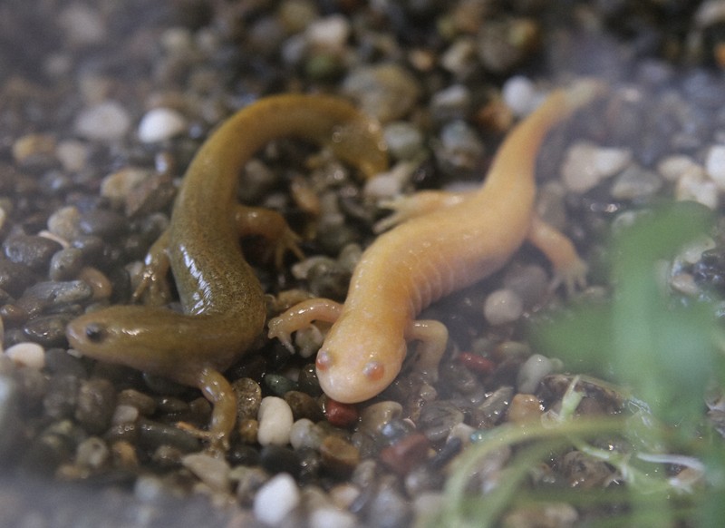 ピンクに近い体色のサンショウウオ 希少な「アルビノ」展示 和歌山