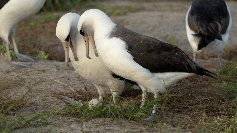 一生、懸命 74歳の産卵 「野鳥最高齢」コアホウドリ 米領・野生動物