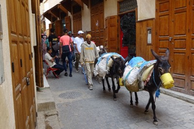 「ロバには気を付けろ」　動物まで「殺人兵器」と化した戦場