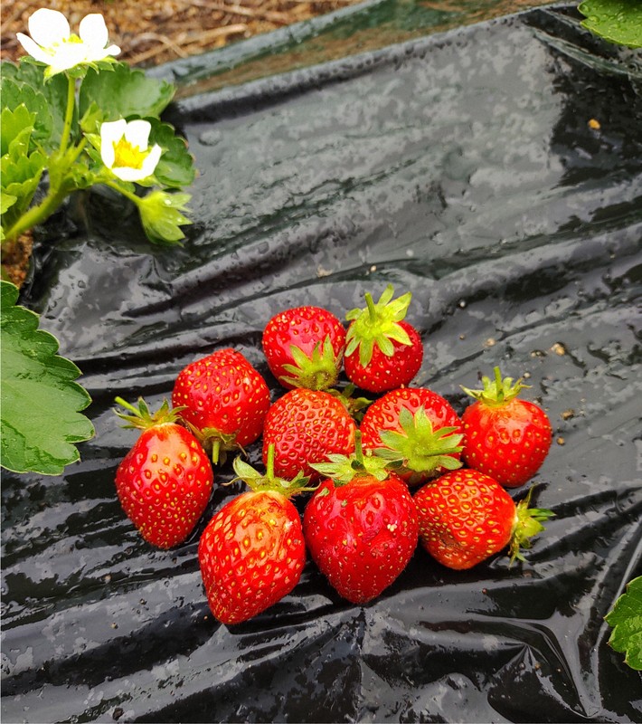 宝交早生」で食品ロス削減を考える 兵庫・宝塚生まれのイチゴ | 毎日新聞