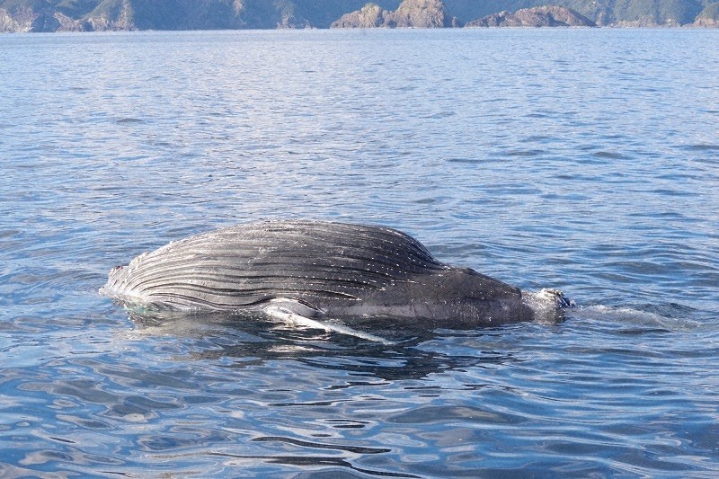 三重・尾鷲沖で体長6メートルのクジラの死骸が漂流 [写真特集2/3