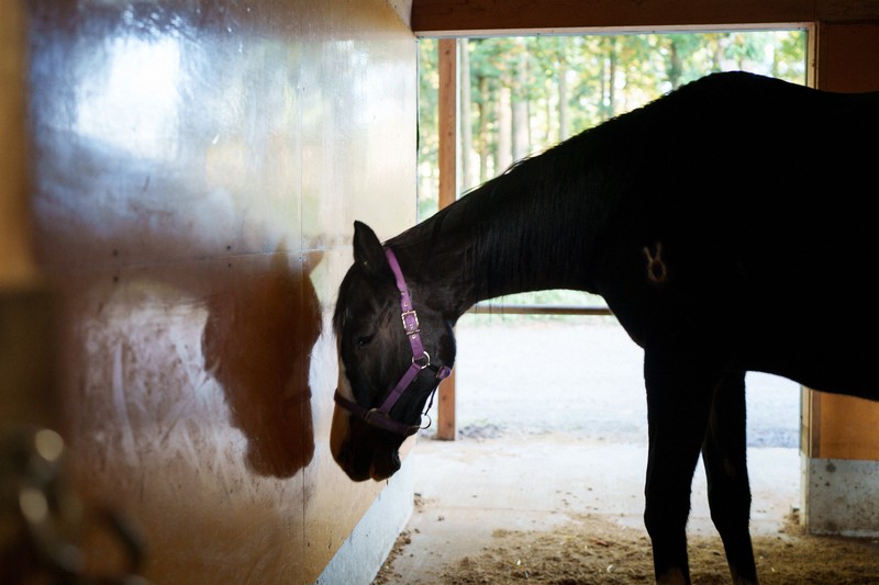 読む写真：被災馬 穏やかな余生 [写真特集1/11] | 毎日新聞