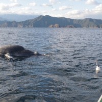 3 3 3 くじらです。 三重・尾鷲沖で体長6メートルのクジラの死骸が漂流 [写真特集2/3