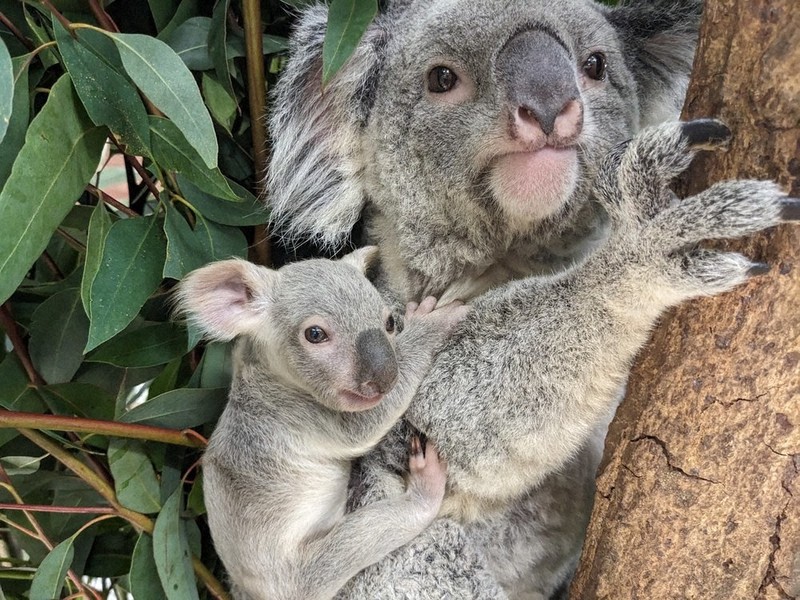 ハロー、母のおなかの袋から 県こども動物自然公園 コアラの赤ちゃん