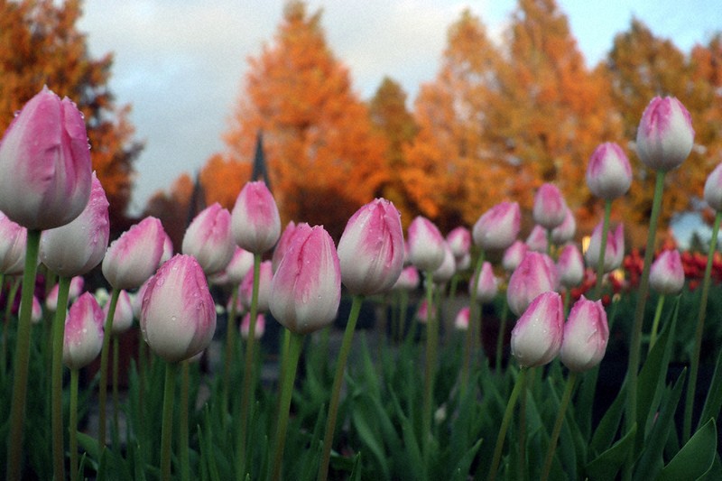 チューリップの花 チューリップ 'ハウステンボス' | FLORE21