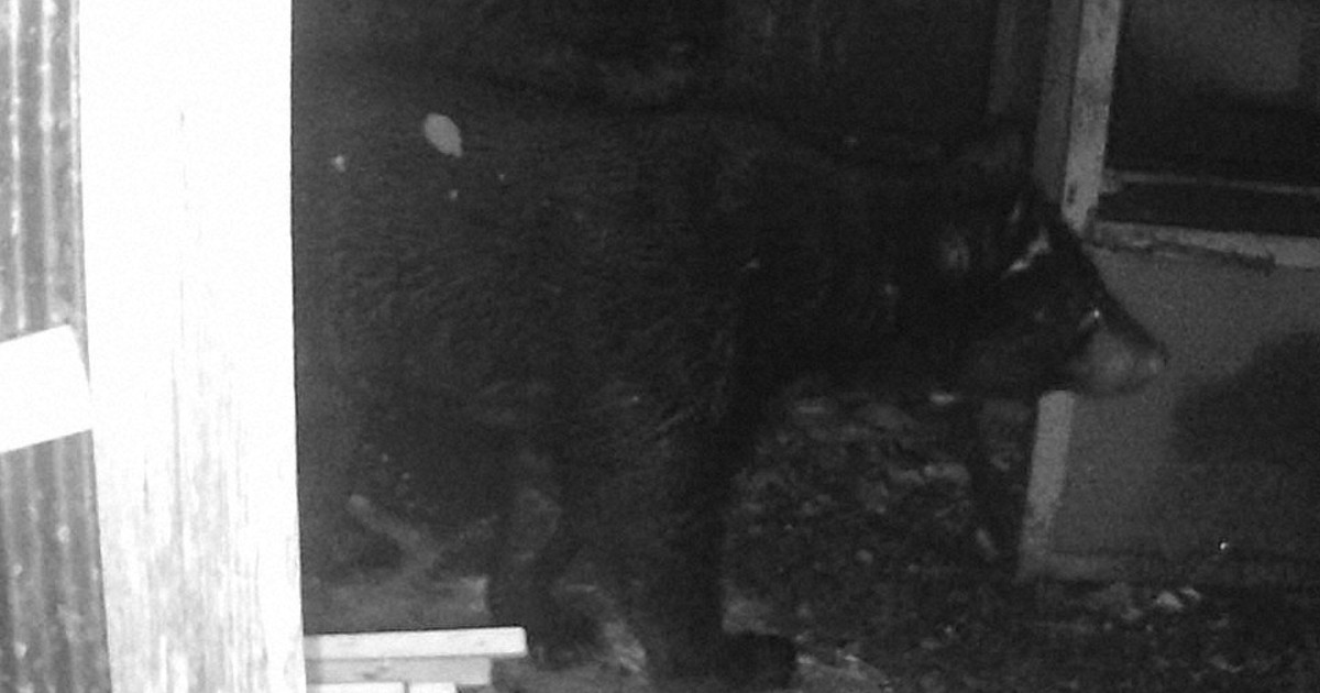 クマ蔵 クマ・クライシス：転換期の共存／上 冷蔵庫物色、まるで空き巣 絶滅