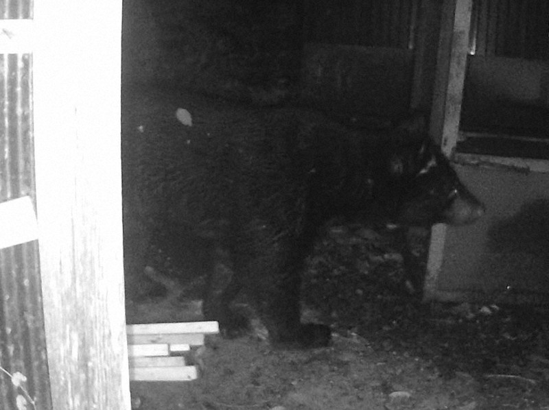 クマ・クライシス：転換期の共存／上 冷蔵庫物色、まるで空き巣 絶滅