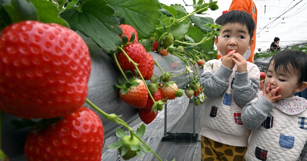 銀世界の中、一足早くイチゴ狩り 山形で開園式、子供たちもほおばる