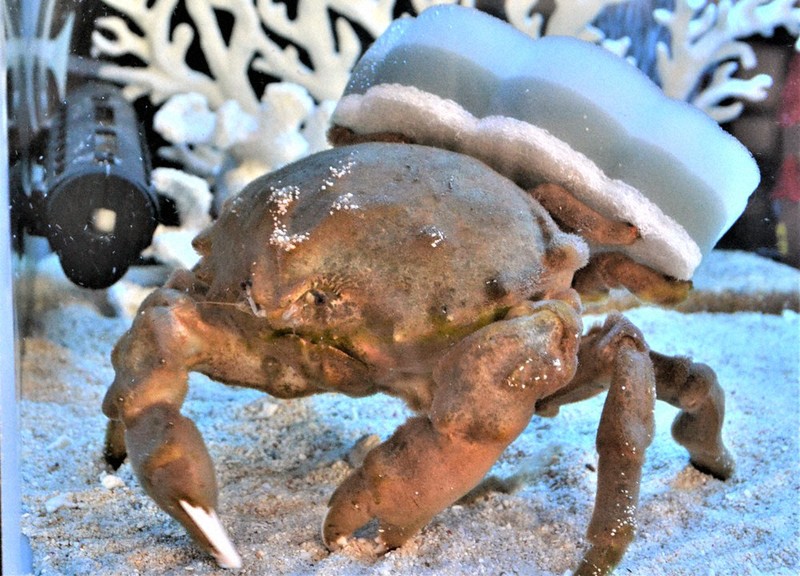 水槽にぎわすクリスマス 鳥取・25日まで エビ・カニ特別展示 ／鳥取