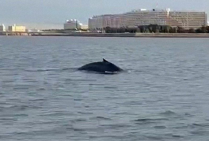 TDR沖にクジラ 体長約10メートル 回遊中に迷ったか 東京湾 ／千葉
