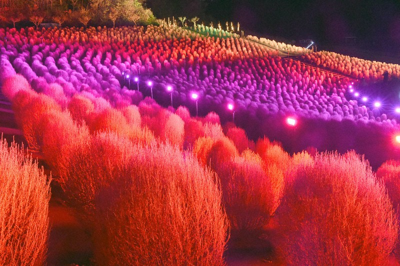 コキアに幻想の光 志摩 ／三重 | 毎日新聞