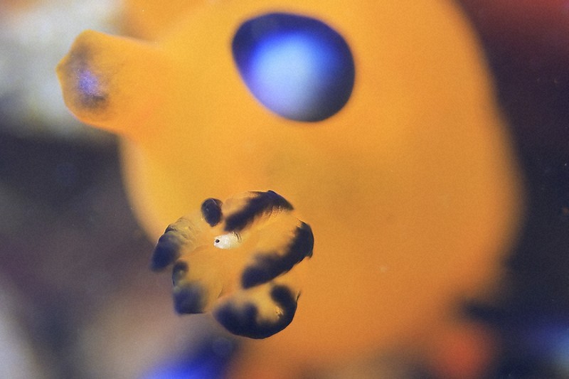 水中写真連載 So Blue：一番人気は「ピカチュウ」 「海の宝石