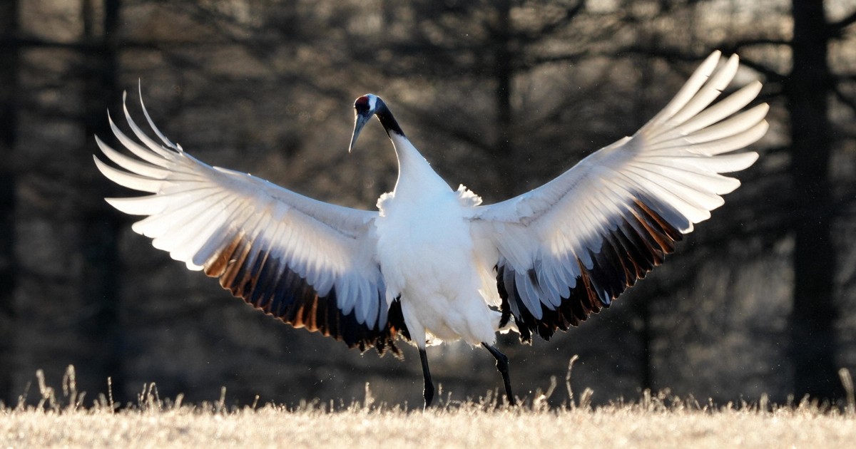 タンチョウ 幻想の風景から飛び立つ [写真特集2/7] | 毎日新聞