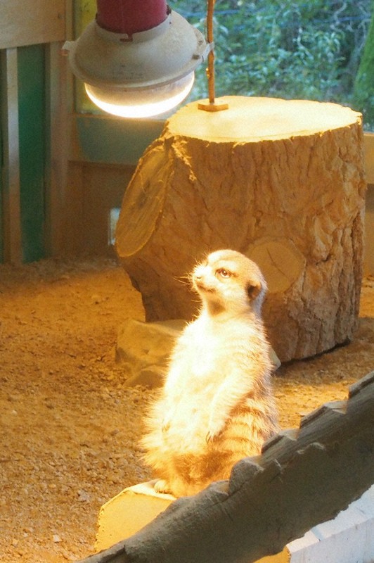 あったかミーアキャット 岡山・池田動物園 ／岡山 | 毎日新聞