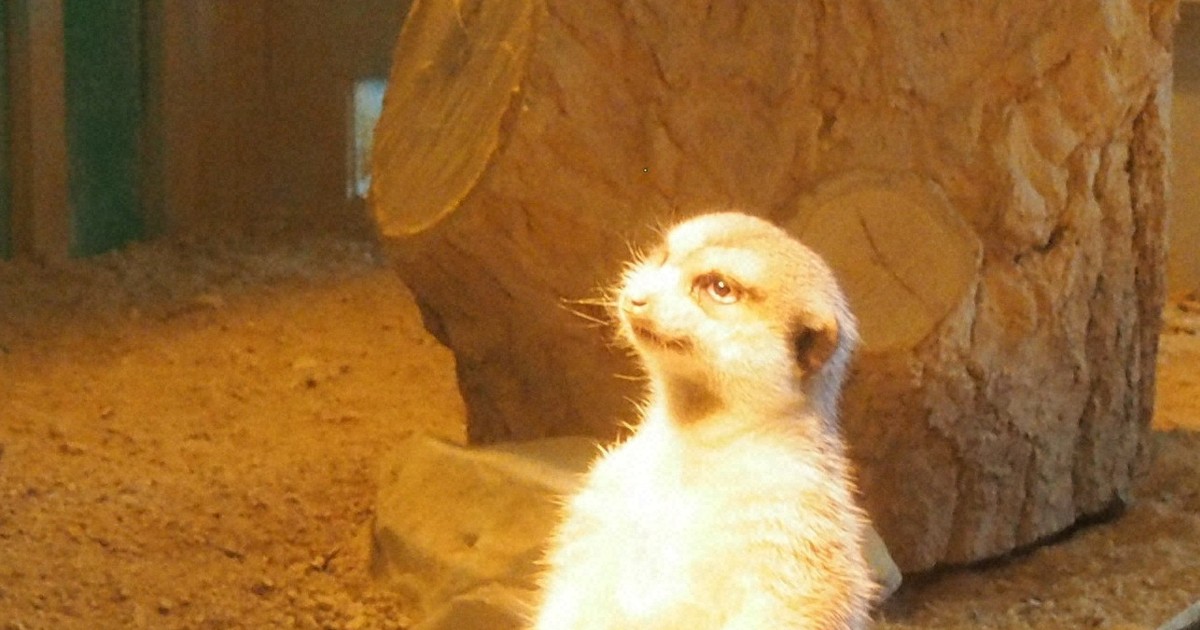 ヒーターの前で直立不動 暖をとるミーアキャットが人気 岡山 | 毎日新聞