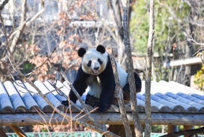 レイレイ＝2024年12月23日（東京動物園協会提供）
