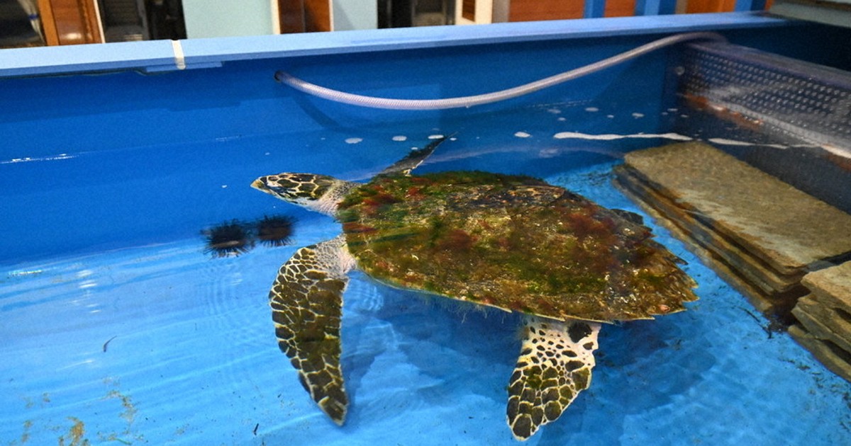 鳥取にウミガメ漂着 かにっこ館が一時保護 岩美の施設で「静養