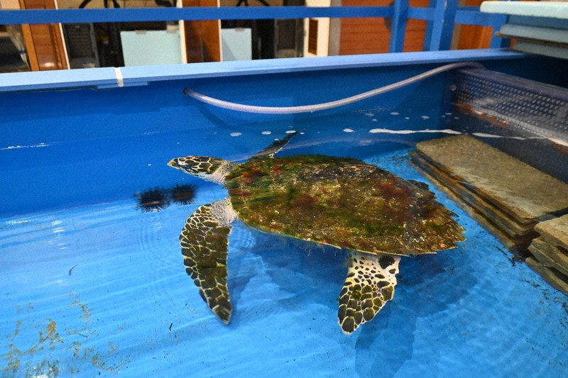鳥取にウミガメ漂着 かにっこ館が一時保護 岩美の施設で「静養