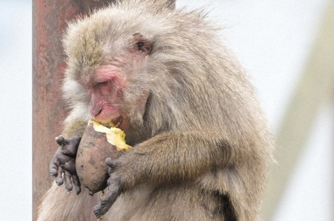 In Photos: Macaques by bonfire eat roasted sweet potatoes at central Japan zoo