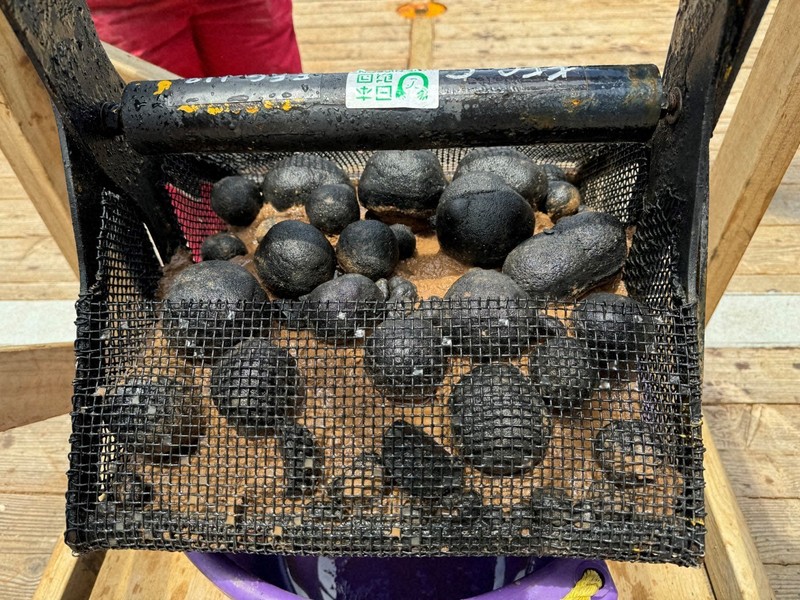 深海にゴロゴロ、レアメタル含む球体はどうやってできたか | 毎日新聞