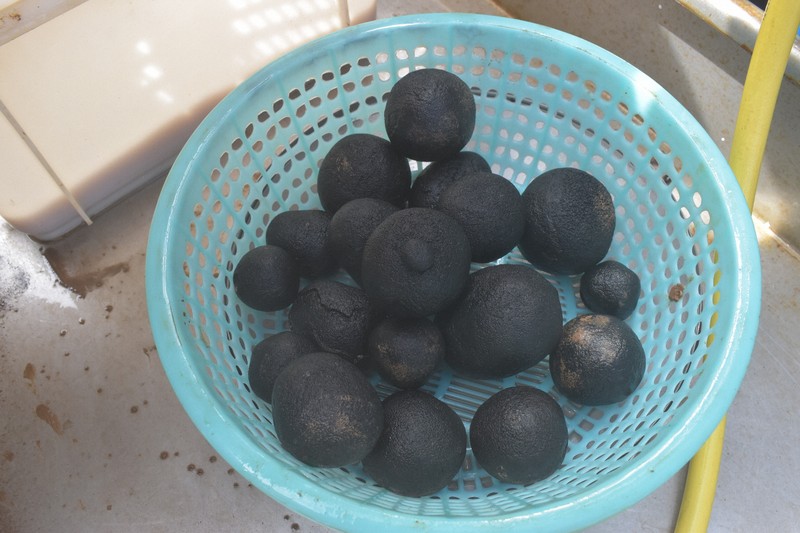 深海にゴロゴロ、レアメタル含む球体はどうやってできたか | 毎日新聞