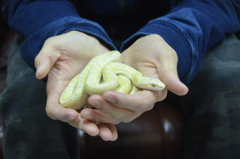 ✡️約12kgあり‼️超巨大‼️金蛇石さま 白蛇の脱け殻付き ✡️約12kgあり‼️超巨大‼️金蛇石さま 白蛇の脱け殻付き