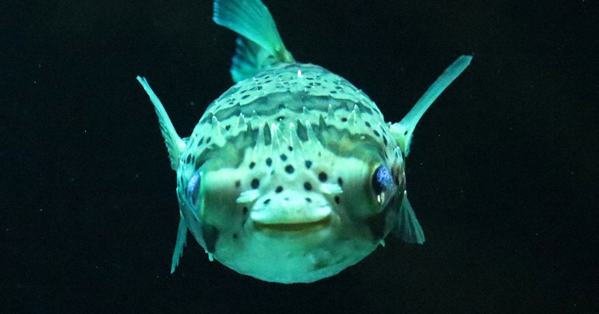 ニッコリ笑ったハリセンボン 正月にちなんだ生き物展示 四国水族館
