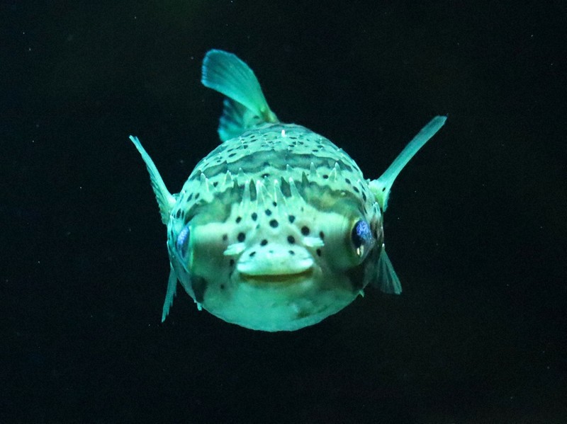 ニッコリ笑ったハリセンボン 正月にちなんだ生き物展示 四国水族館