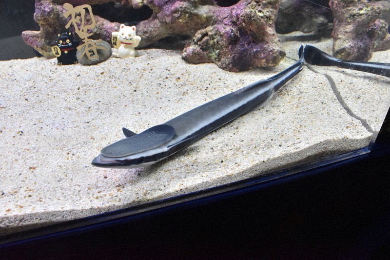 めでたい魚で初笑い 正月にちなんだ展示 四国水族館 ／香川 | 毎日新聞