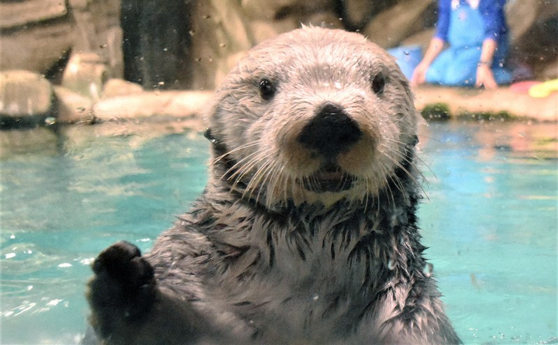 福岡マリーンワールド限定★ラッコ、リロの写真集★ ラッコの「リロ」ファーストフォトブック リロぼん | マリン