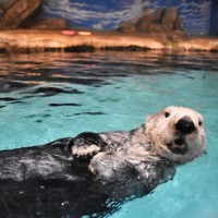 福岡マリーンワールド限定★ラッコ、リロの写真集★ 福岡市東区】3/30(土)マリンワールド海の中道にて、大人気ラッコの