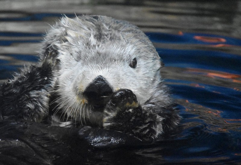 福岡市民を癒やしたラッコのリロ 在りし日の姿 [写真特集1/13] | 毎日新聞