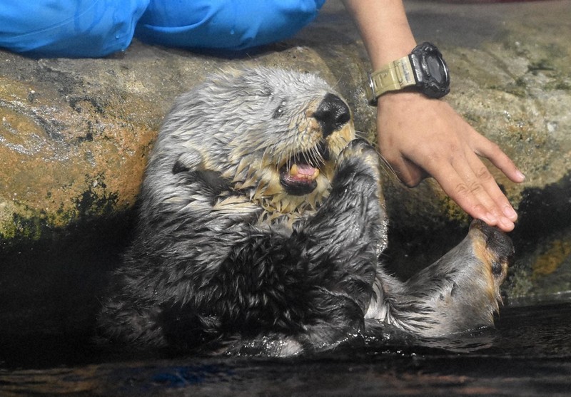 福岡市民を癒やしたラッコのリロ 在りし日の姿 [写真特集1/13] | 毎日新聞