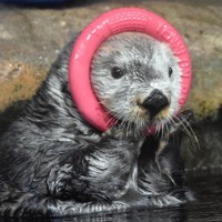 福岡市民を癒やしたラッコのリロ 在りし日の姿 [写真特集1/13] | 毎日新聞