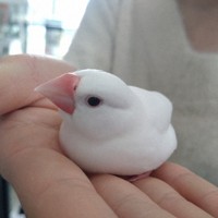 愛らしい看板学芸員“ぶんちゃん” 白文鳥生誕の地で魅力伝える [写真