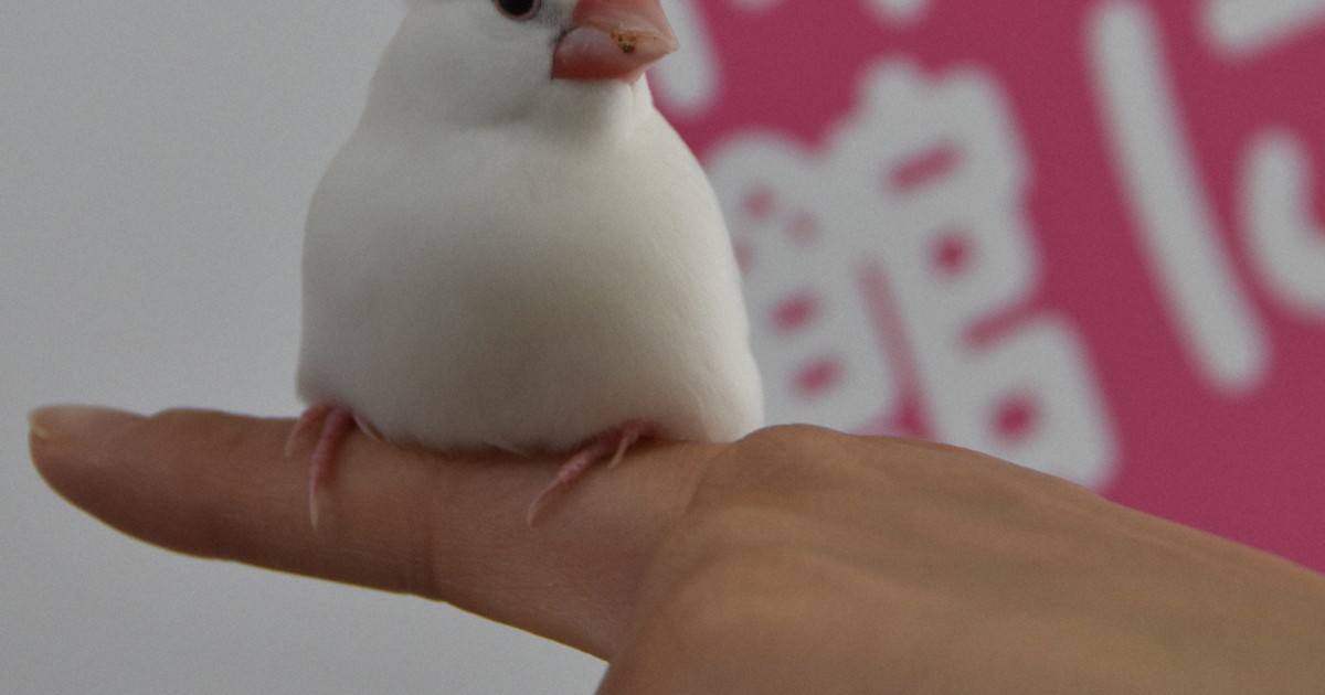 ぶんちゃんページ 0c10.jpg?1