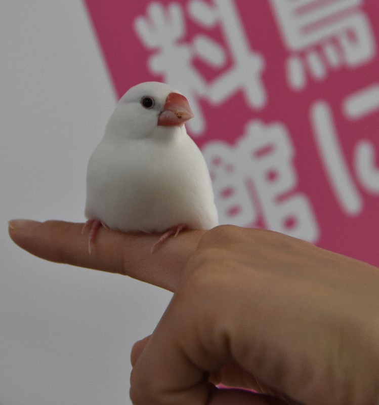 愛らしい看板学芸員“ぶんちゃん” 白文鳥生誕の地で魅力伝える [写真