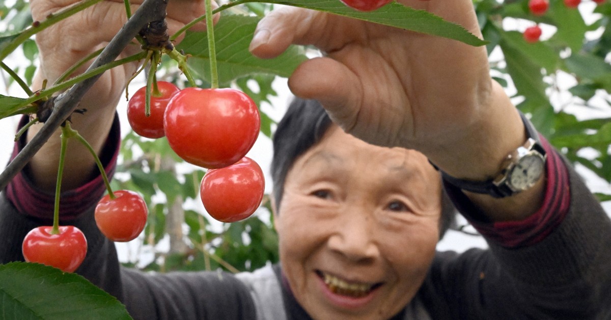 山形・天童で日本一早いサクランボの初出荷 全国の初競りへ [写真特集1