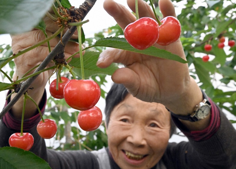 山形・天童で日本一早いサクランボの初出荷 全国の初競りへ [写真特集1